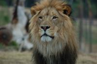 The Flying Lion's Photo